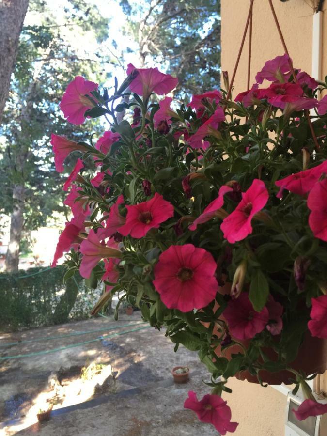 B&B Villa Il Carrubo San Vito Lo Capo Eksteriør billede